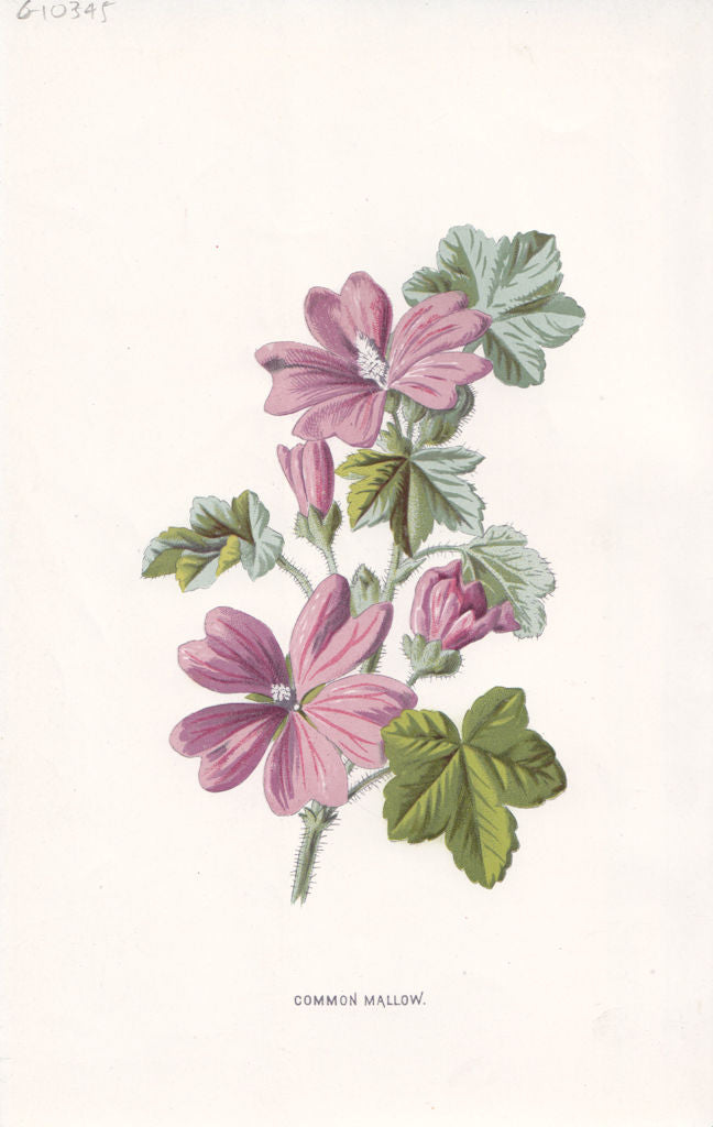 FLOWERS. Common Mallow c1895 old antique vintage print picture